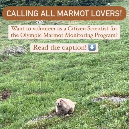 A marmot in the middle of a grass field with text reading "Calling all marmot lovers! Read the caption!"