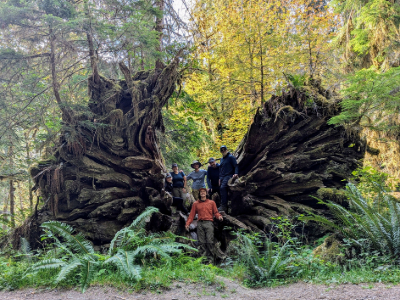 Five people standing in front of a fallen tree in the middle of a forest.