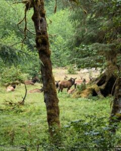 Over 40 elk bedded in a green meadow.