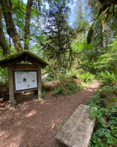 A forested setting of a wooden bench in front of a trail sign that says "River Loop"