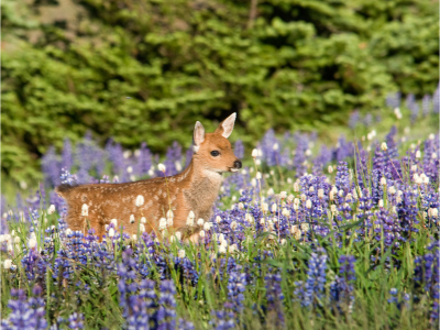 A baby deer standing in a meadow of lupine wildflowers.