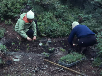 Two people planting native plants in a former campsite.